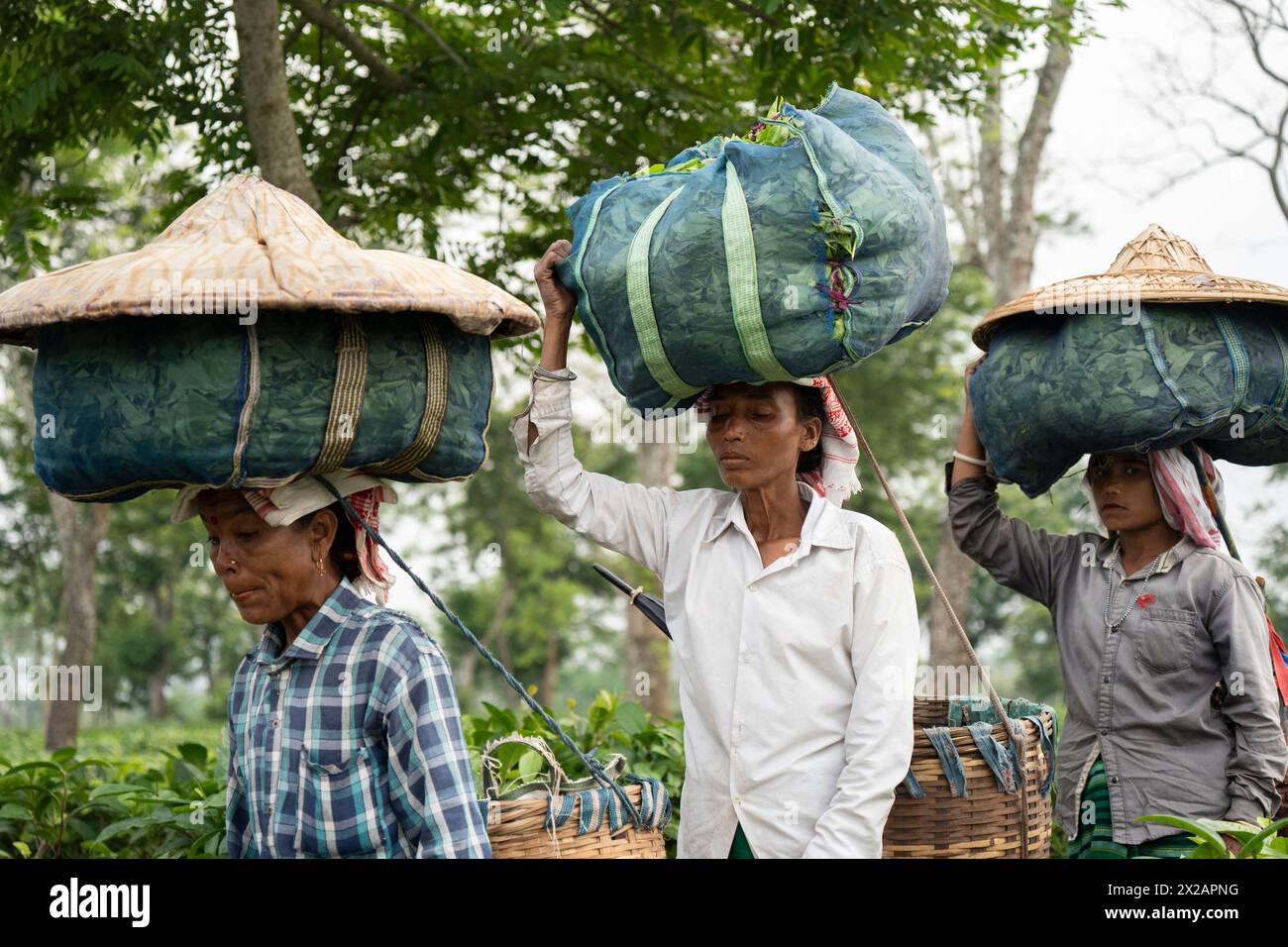 Bokakhat, Inde. 20 avril 2024. Les pluckers de thé des femmes transportent des sacs de feuilles de thé sur la tête alors qu'elles reviennent après avoir cueilli des feuilles de thé dans un domaine de thé, à Bokakhat, Assam, Inde. L'industrie du thé en Assam est une partie importante et intégrale de la production mondiale de thé et un acteur majeur dans l'économie indienne. Assam, situé dans la partie nord-est de l'Inde, est l'une des plus grandes régions productrices de thé du monde, connue en particulier pour son thé Assam, un thé noir connu pour son corps, sa vigueur, sa saveur maltée et sa couleur forte et lumineuse. Crédit : David Talukdar/Alamy Live News Banque D'Images