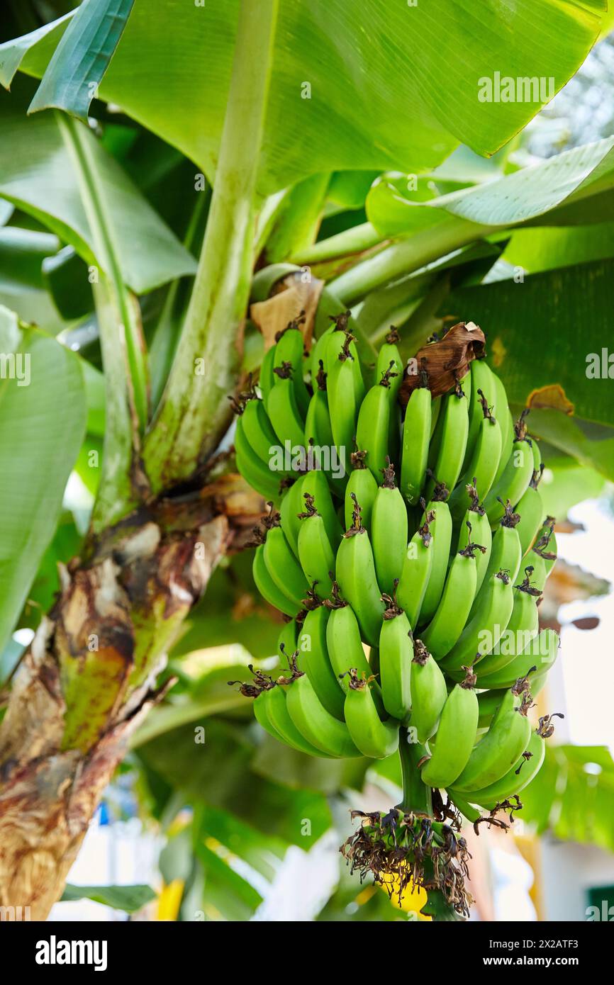 Banane, Pueblito Paisa, Cerro Nutibara, Medellin, Antioquia, Colombie, Amérique du Sud Banque D'Images