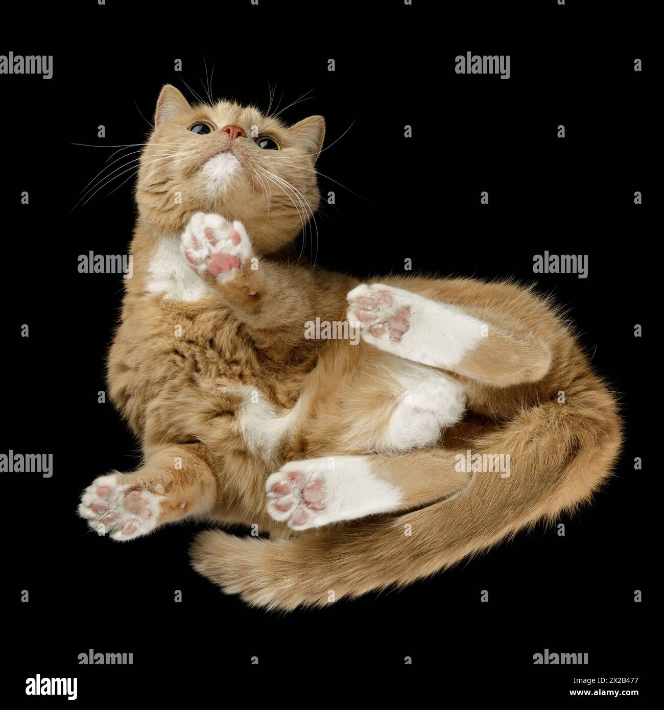 Portrait de beau chat brun isolé sur fond noir, vue de dessous, photo carrée. Banque D'Images