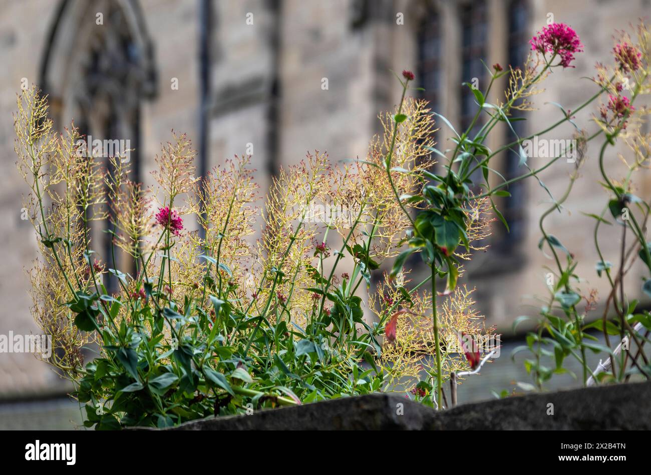 Hexham, ville marchande et paroisse civile du Northumberland, en Angleterre. Banque D'Images