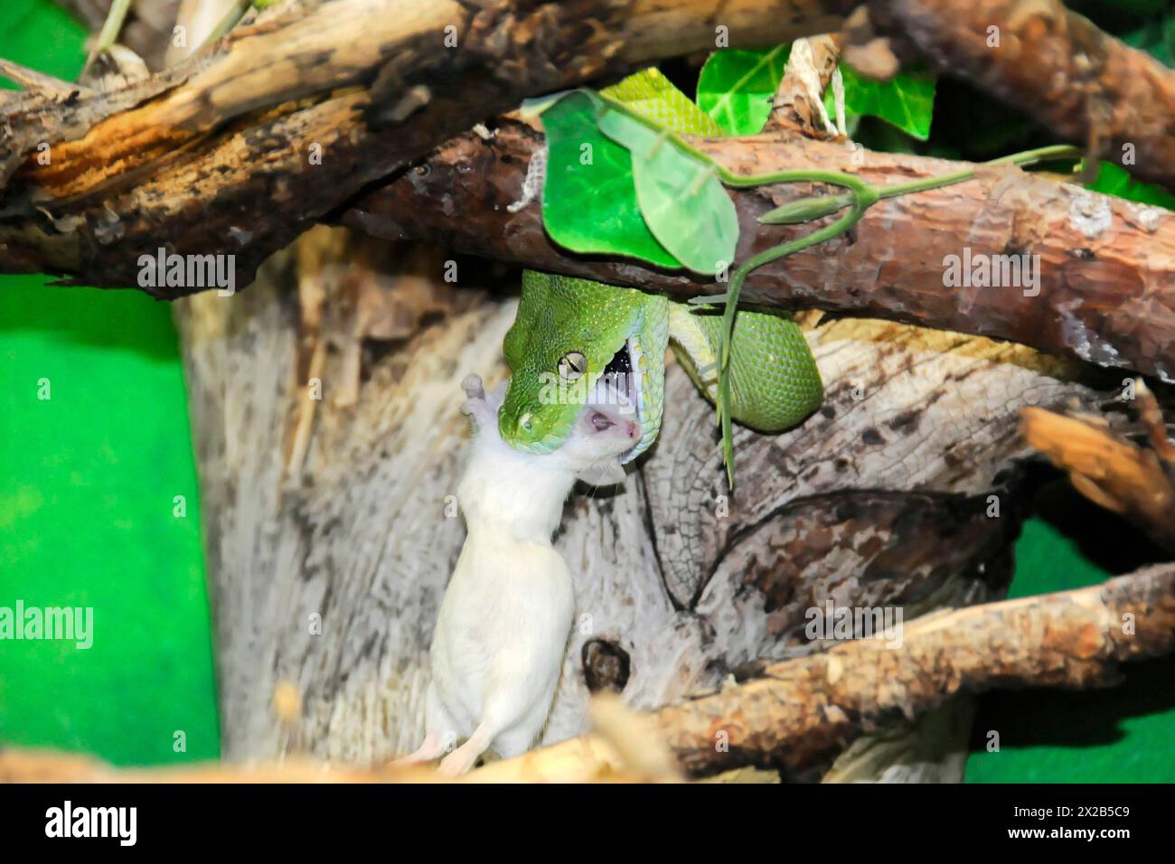 Python d'arbre vert (Chondropython viridis), se nourrissant, captif, Un serpent capture une souris blanche sur une branche, zoo, Bavière, Allemagne, Europe Banque D'Images