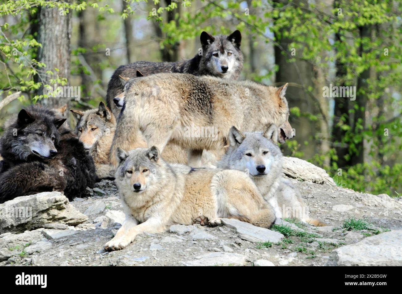 Loup de la vallée du Mackenzie (Canis lupus occidentalis), captif, Allemagne, Europe, meute de loups de différentes couleurs reposant sur et autour d'un rocher, Tierpa Banque D'Images