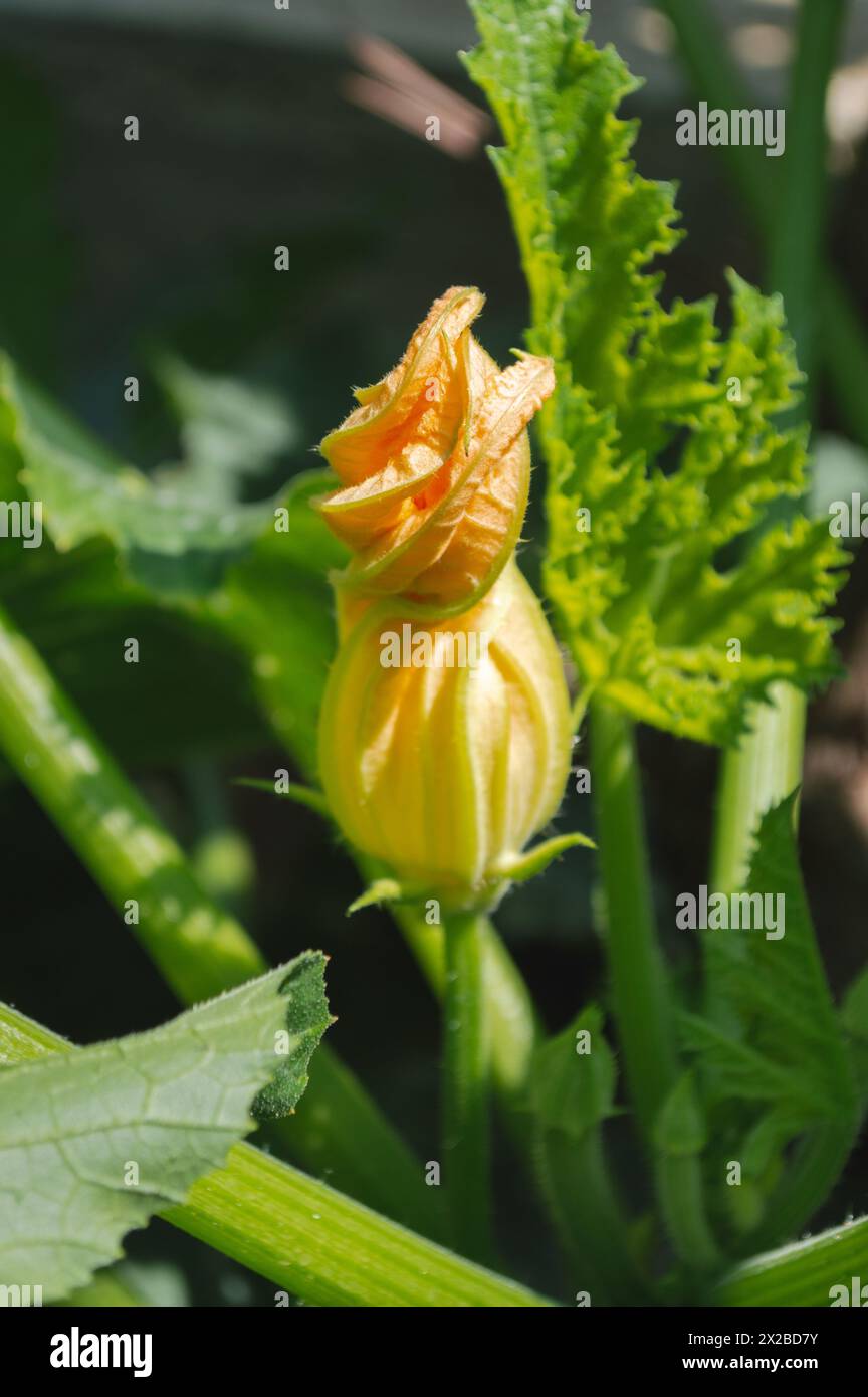 Floraison de fleurs de courgettes Banque D'Images