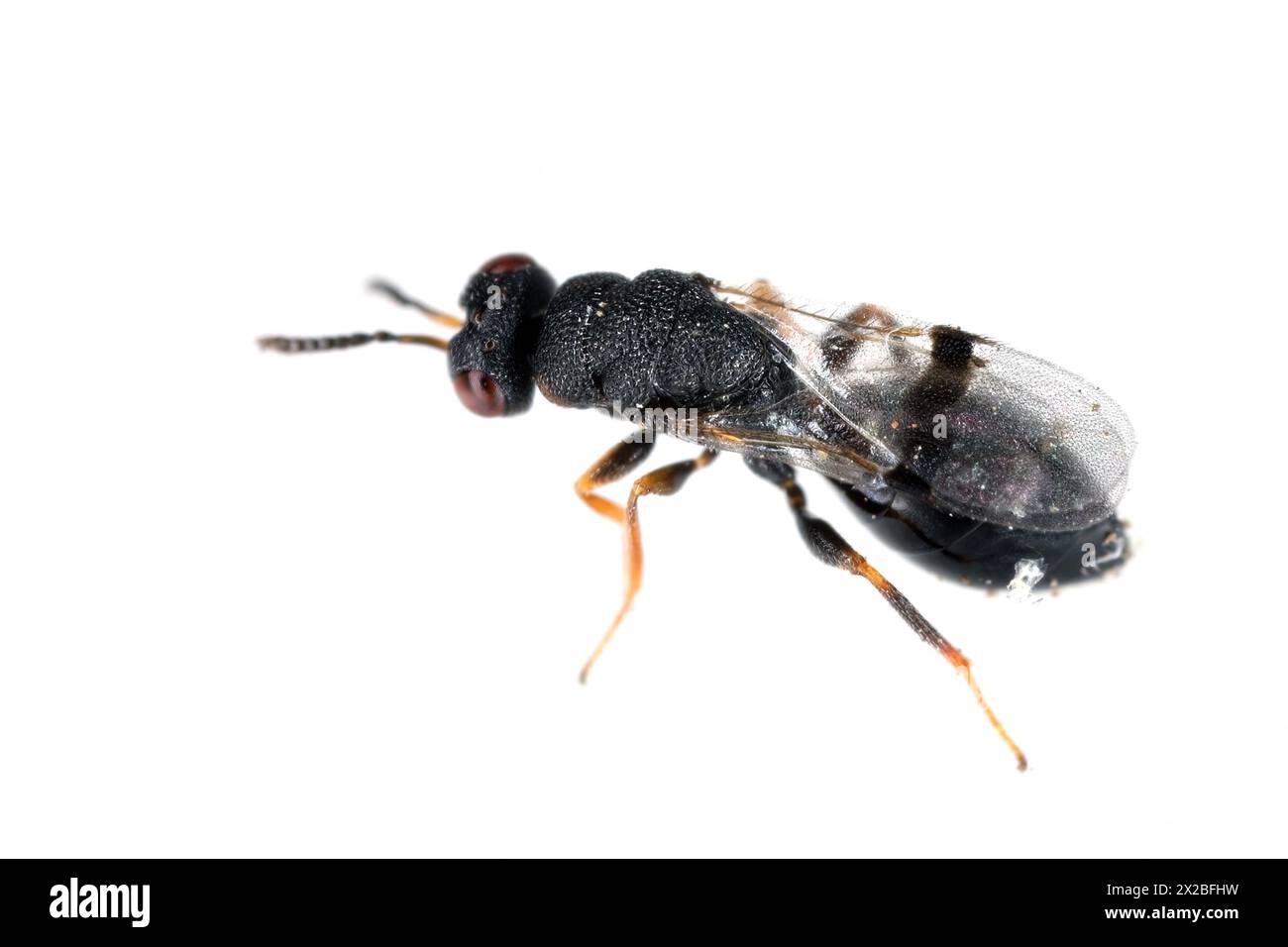 Guêpe parasitoïde parasitaire. Un petit hyménoptère dont les larves mangent d'autres insectes. Banque D'Images