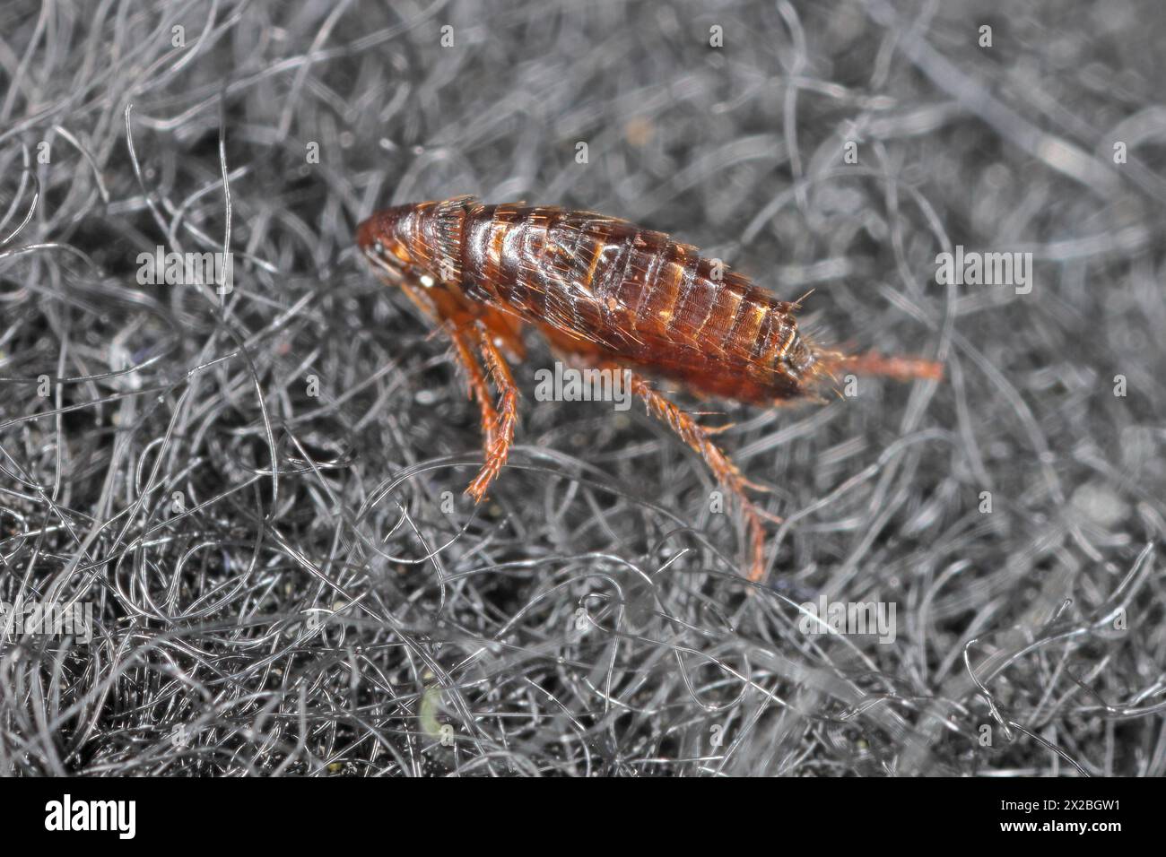 Puce sur le tapis. C'est un parasite dangereux des animaux et des humains qui transmet les maladies. Banque D'Images