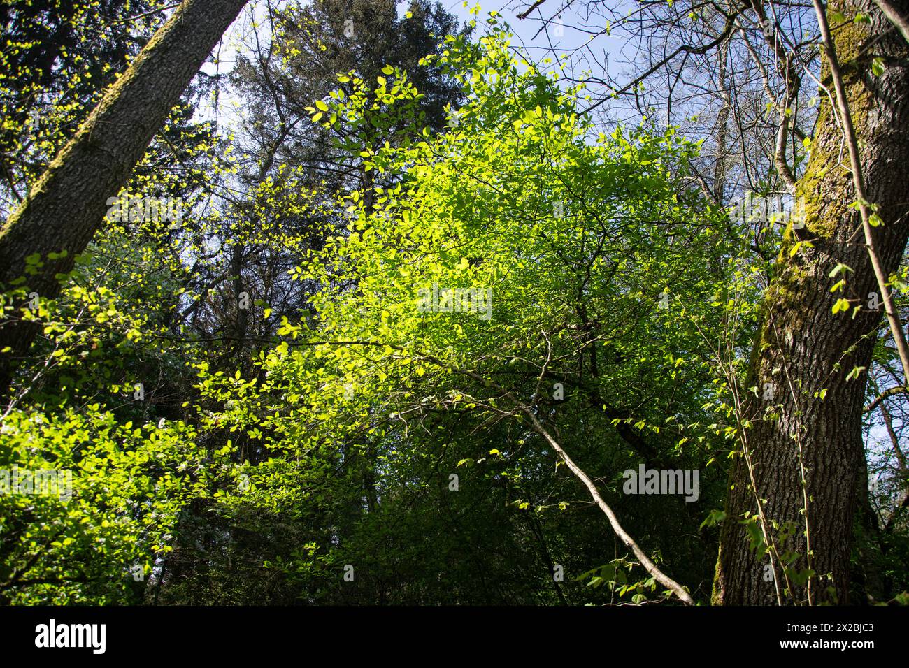 Bunte Biodiversität im Naturschutzgebiet rund um den Burgäschisee Banque D'Images