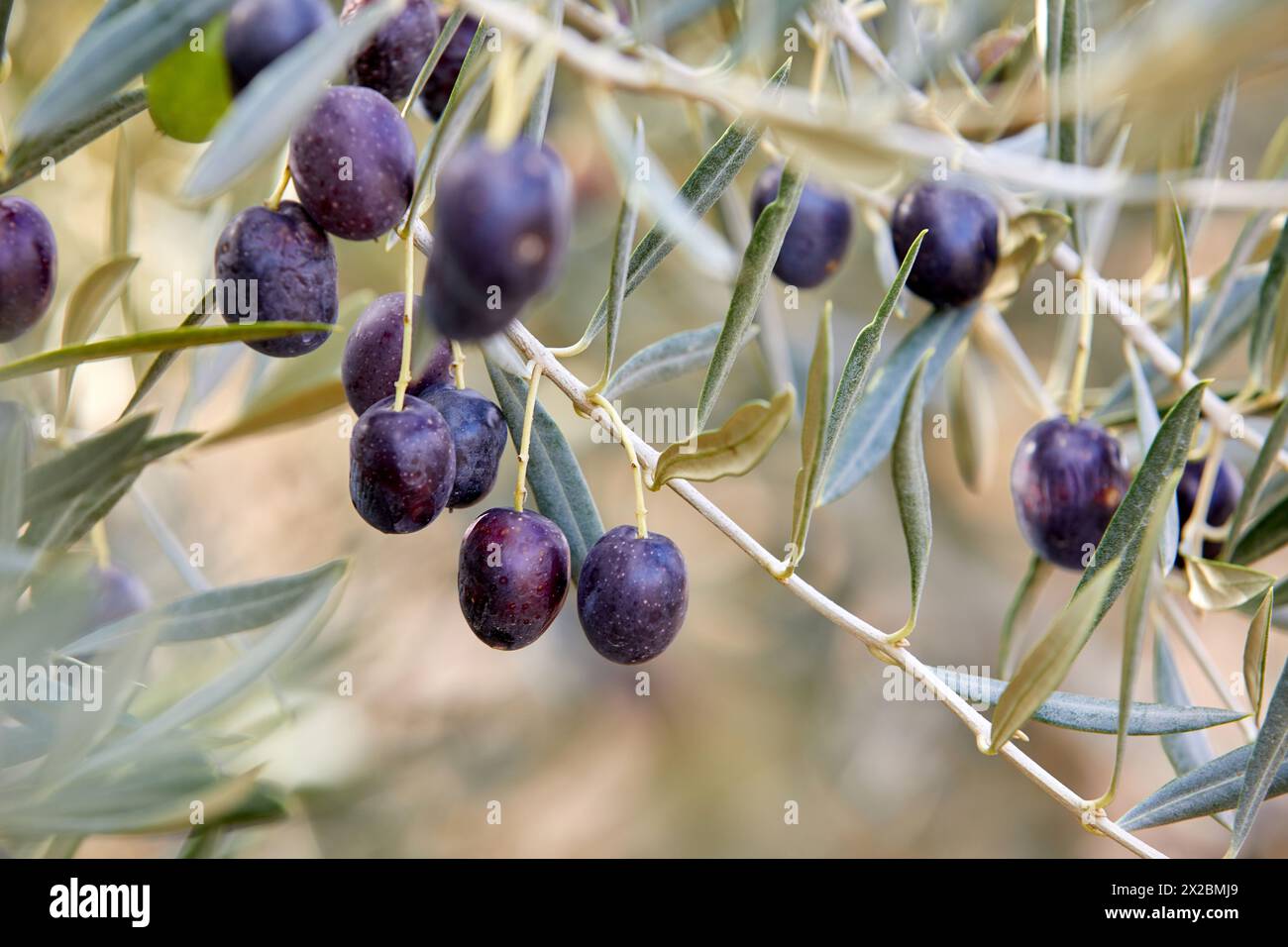 Olivier, Navarre, Espagne, Europe Banque D'Images