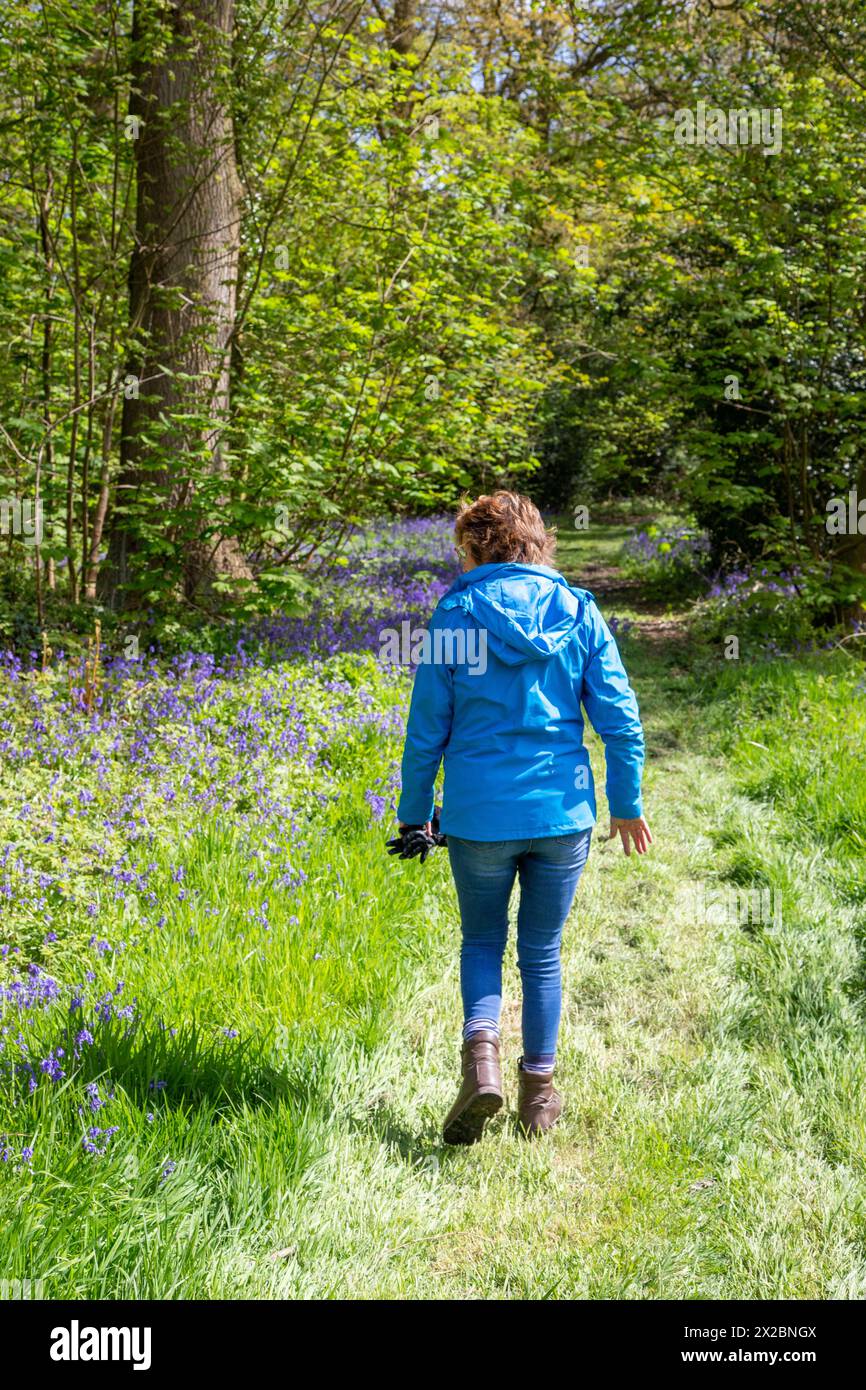 Femme marchant le long d'une promenade dans les bois au printemps à Combermere Abbey Cheshire, et Bluebells Hyacinthoides non-scripta poussant le long des bords du chemin Banque D'Images