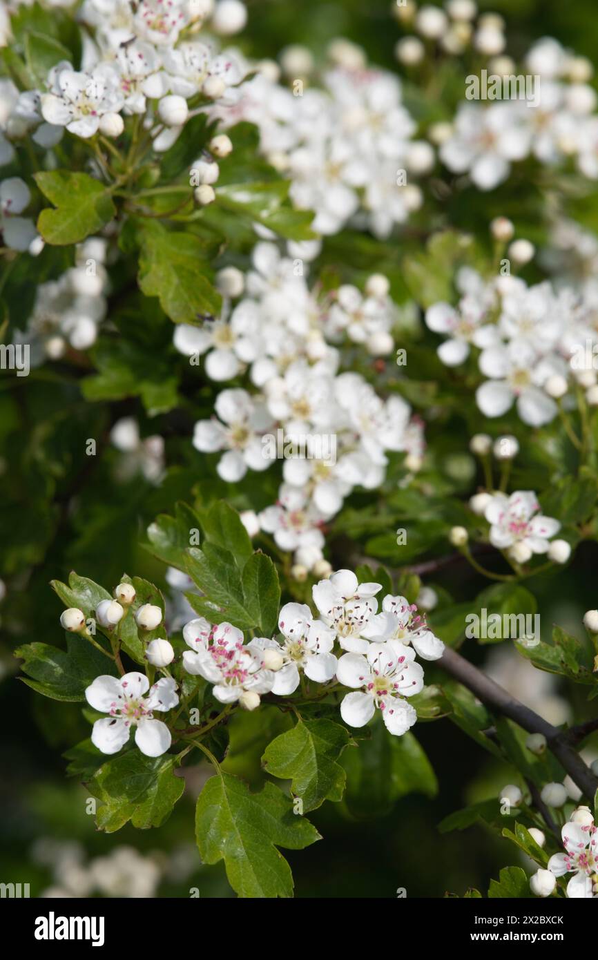 Tige de l'aubépine commune (Crataegus monogyna) avec fleur blanche en fleurs et bourgeons non ouverts Banque D'Images