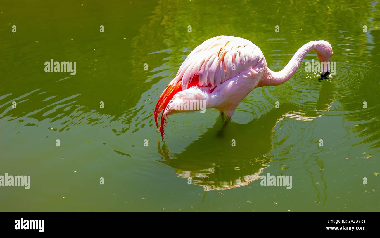 Flamant rose coloré mouillant son bec au zoo local Banque D'Images