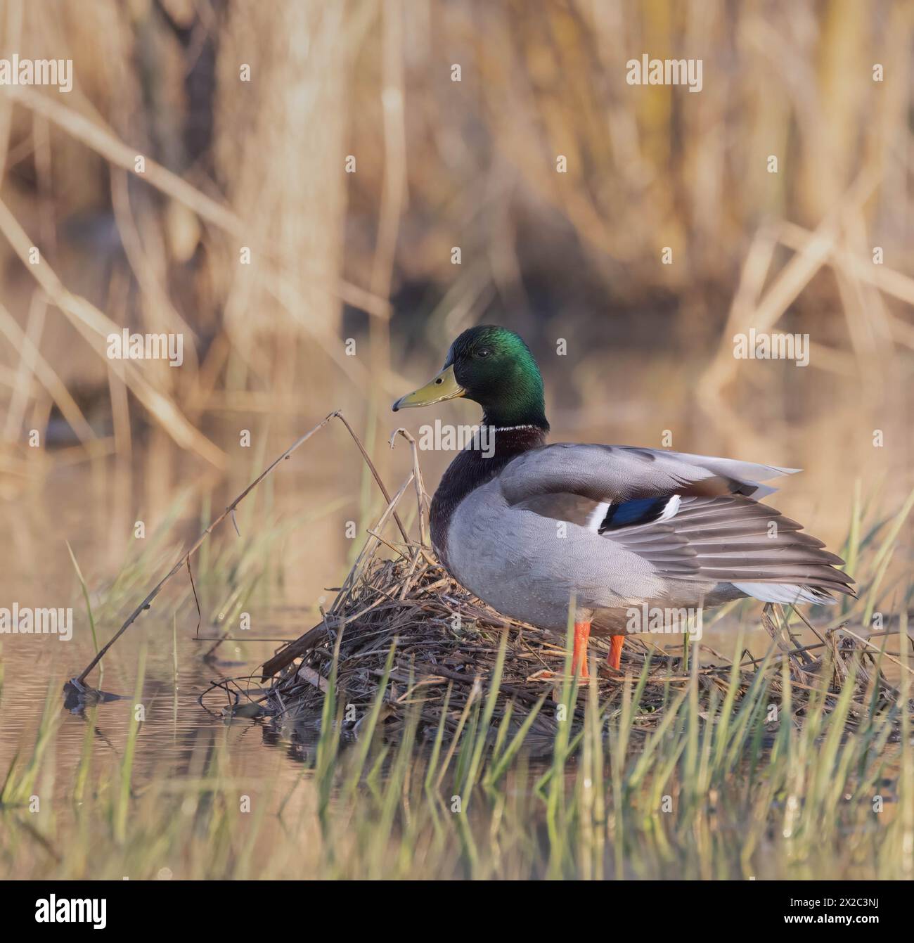 Canard colvert mâle en gros plan dans un habitat de milieu humide Banque D'Images