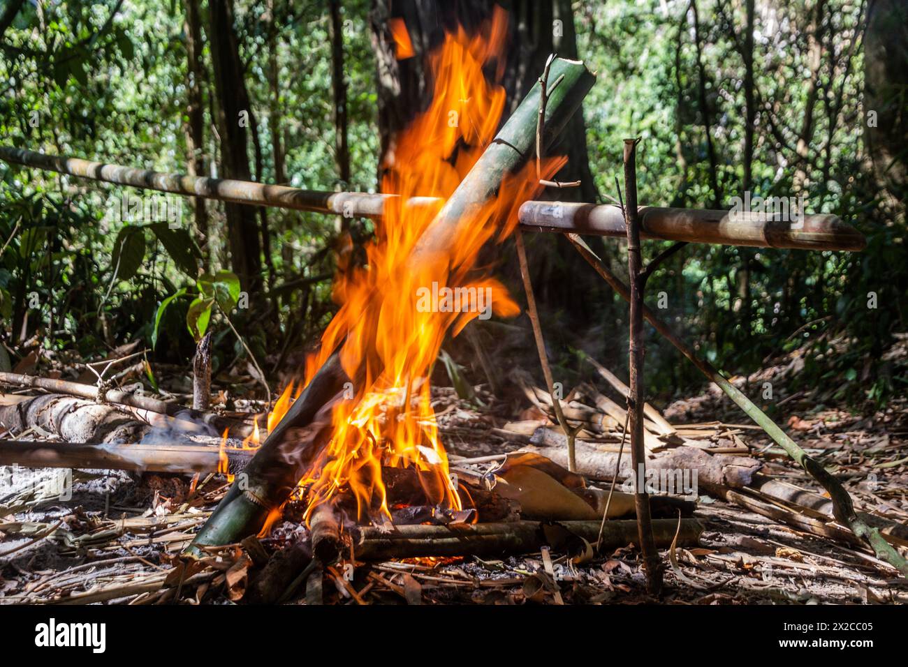 Soupe en cours de préparation dans un bambou dans une forêt près de la ville de Luang Namtha, Laos Banque D'Images