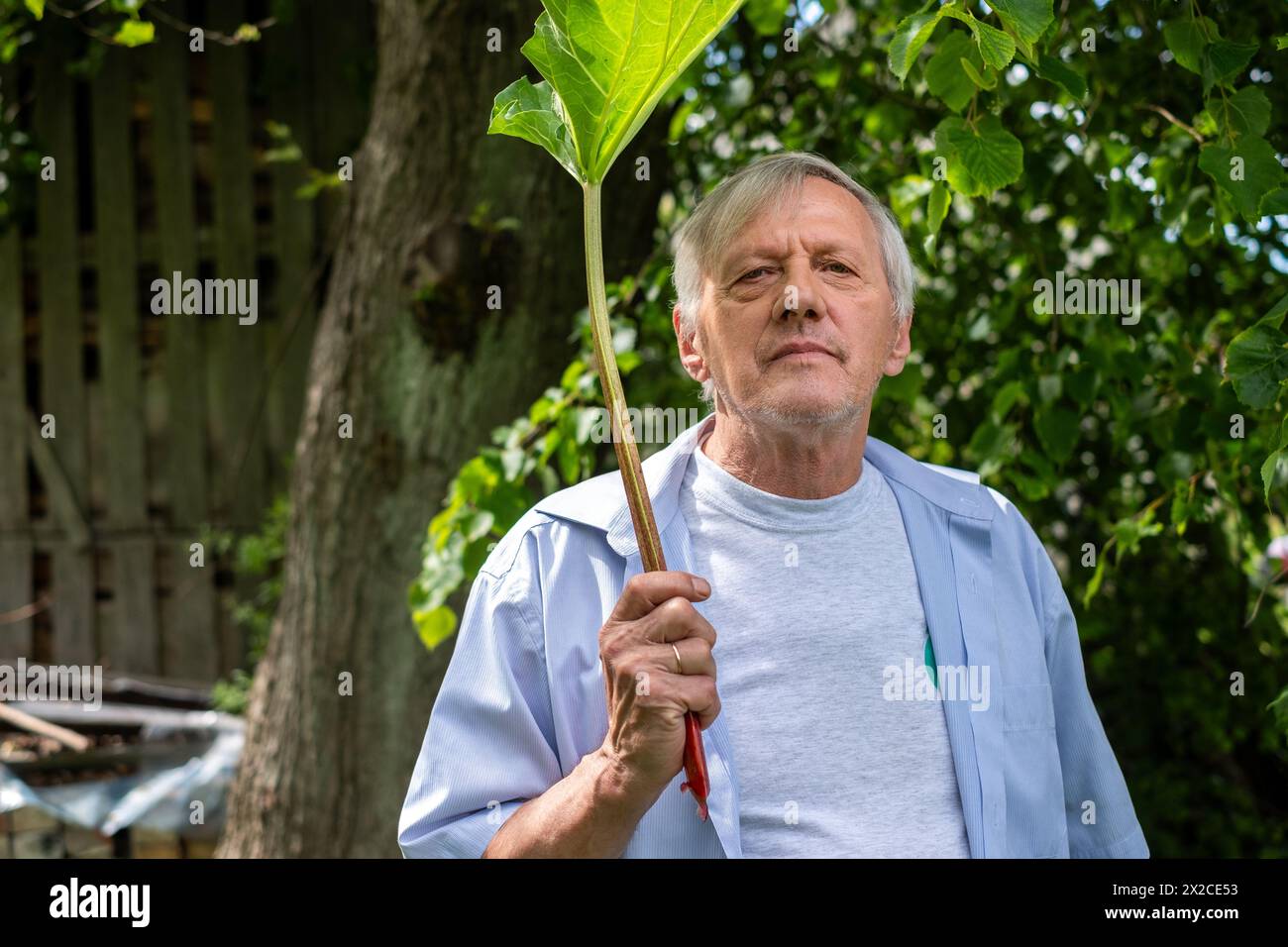 Homme senior avec une expression déterminée tenant une grande feuille sur un bâton, symbolisant la croissance et la durabilité. Photo de haute qualité Banque D'Images