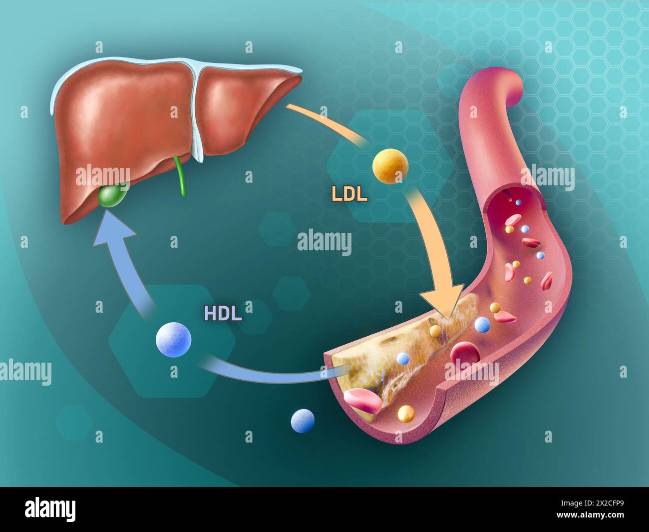 Lipoprotéines de haute densité et de basse densité ajoutant et éliminant le cholestérol d'une plaque artérielle. Illustration numérique, rendu 3D. Banque D'Images