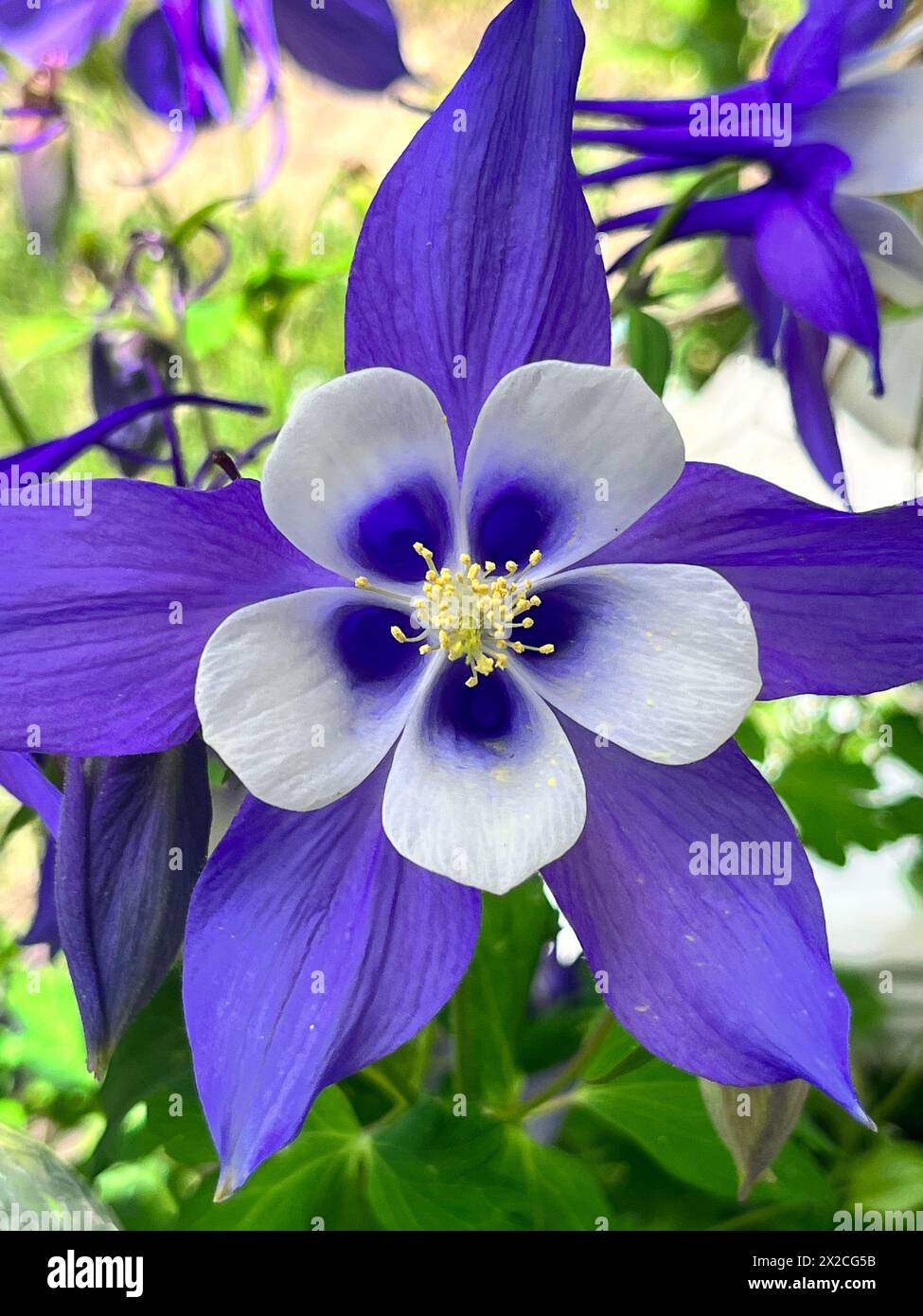 Belle fleur de Columbine bleue et blanche entièrement fleurie avec un fond légèrement focalisé Banque D'Images