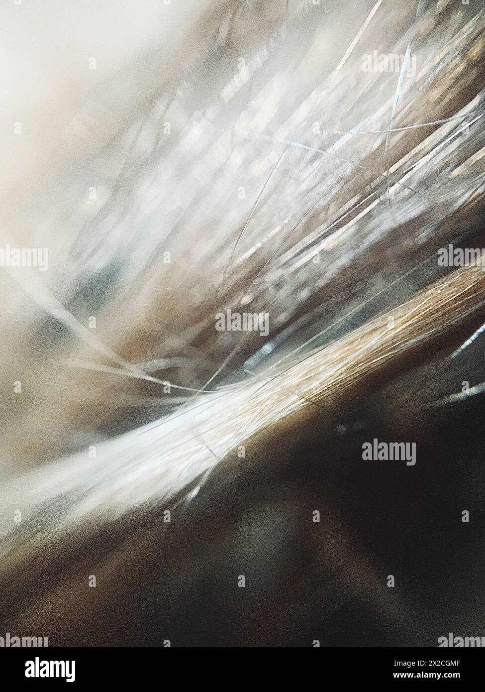 Gros plan macro de cheveux blonds, plan texturé détaillé de la tête de femme blonde Banque D'Images