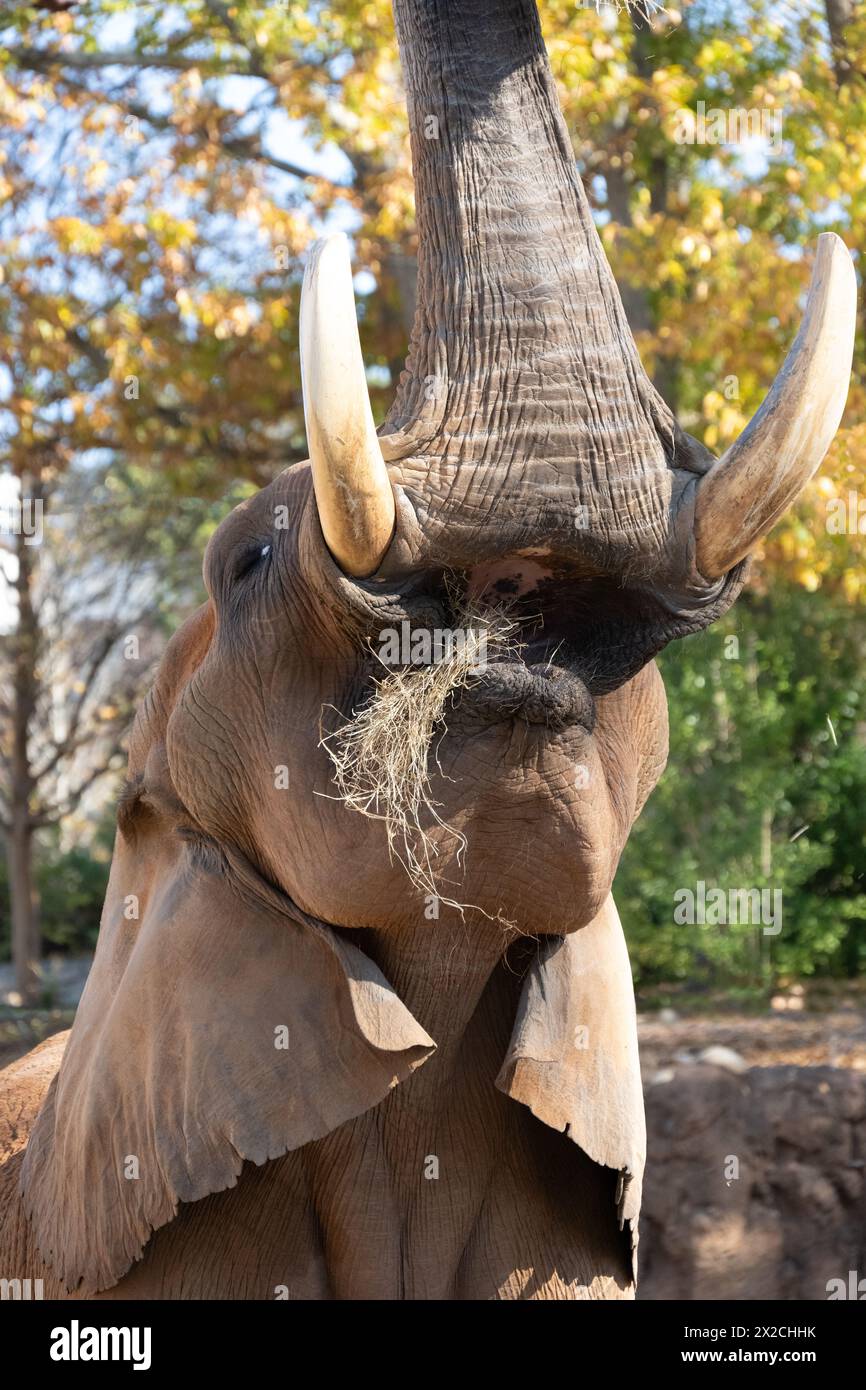 Éléphant d'Afrique (Loxodonta africana) levant son tronc tout en mangeant au Zoo Atlanta à Atlanta, Géorgie. (ÉTATS-UNIS) Banque D'Images