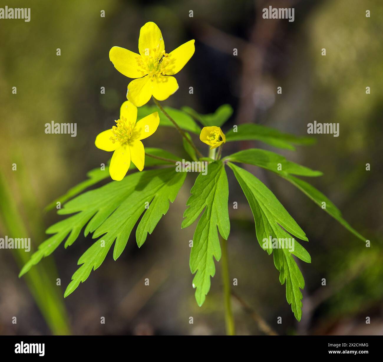 Anémone jaune, anémone de bois jaune, ou anémone buttercup, en latin Anemonoides ranunculoides ou Anemone ranunculoides Banque D'Images