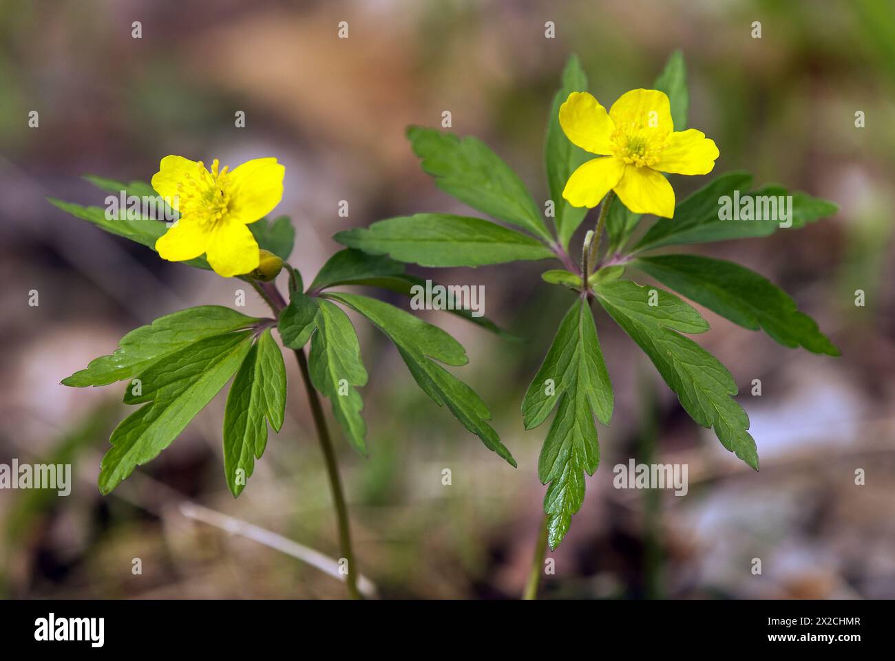 Anémone jaune, anémone de bois jaune, ou anémone buttercup, en latin Anemonoides ranunculoides ou Anemone ranunculoides Banque D'Images