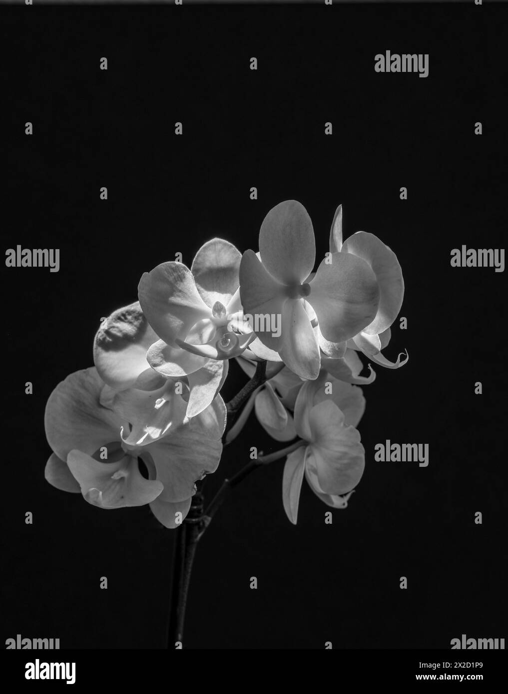 Orchidées phalaenopsis roses sur un fond noir. Gros plan, mise au point sélective. Banque D'Images
