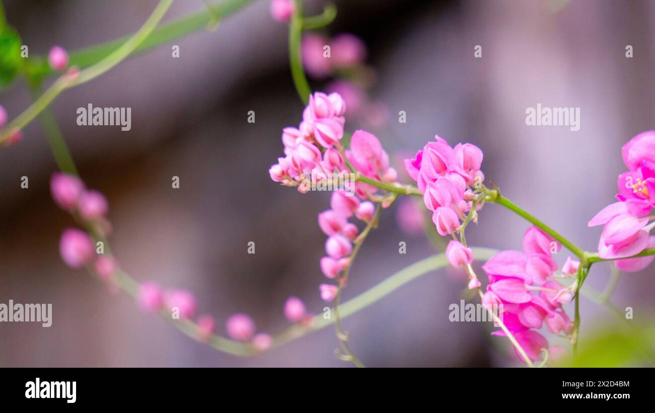 Fleur de Corculum Stuntz (Antigonon leptopus, vigne de corail, couronne de reine, crampon mexicain, vigne de corail) Banque D'Images