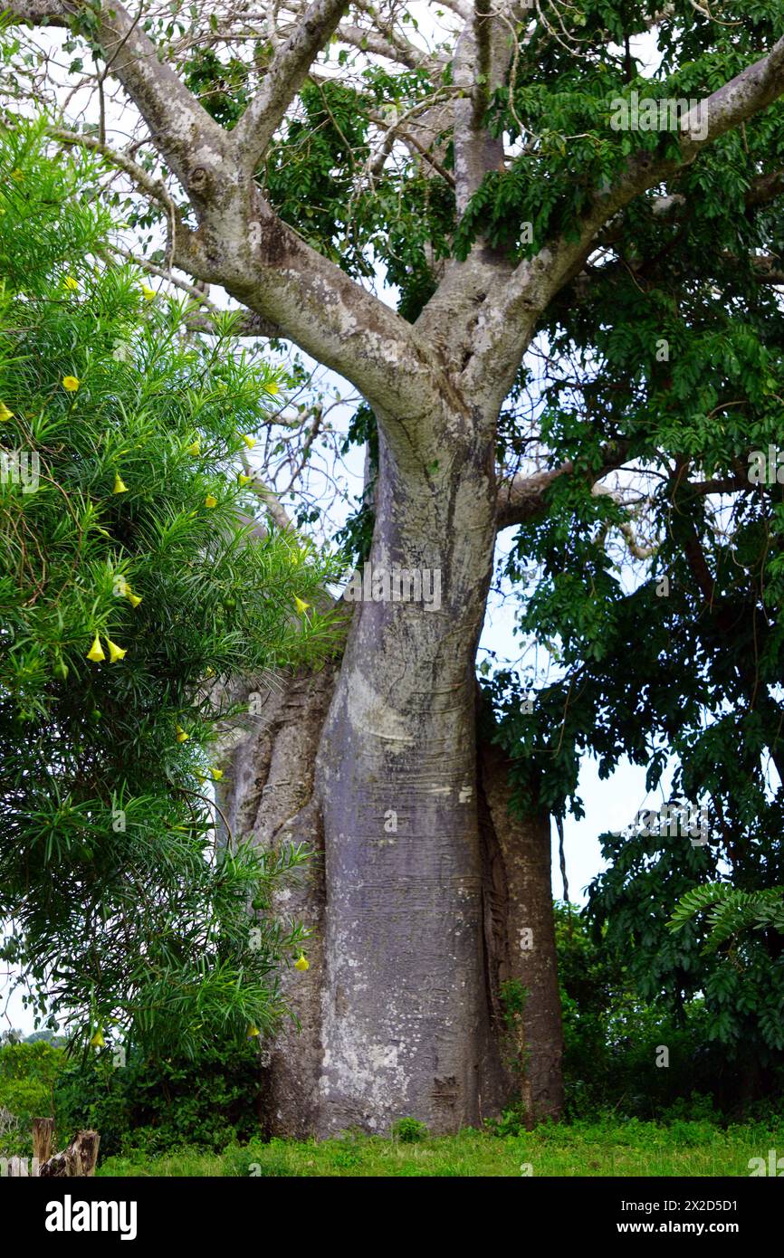 Tronc d'un grand baobab entouré de feuillage près de la rive de la mer dans le nord de la Tanzanie Banque D'Images