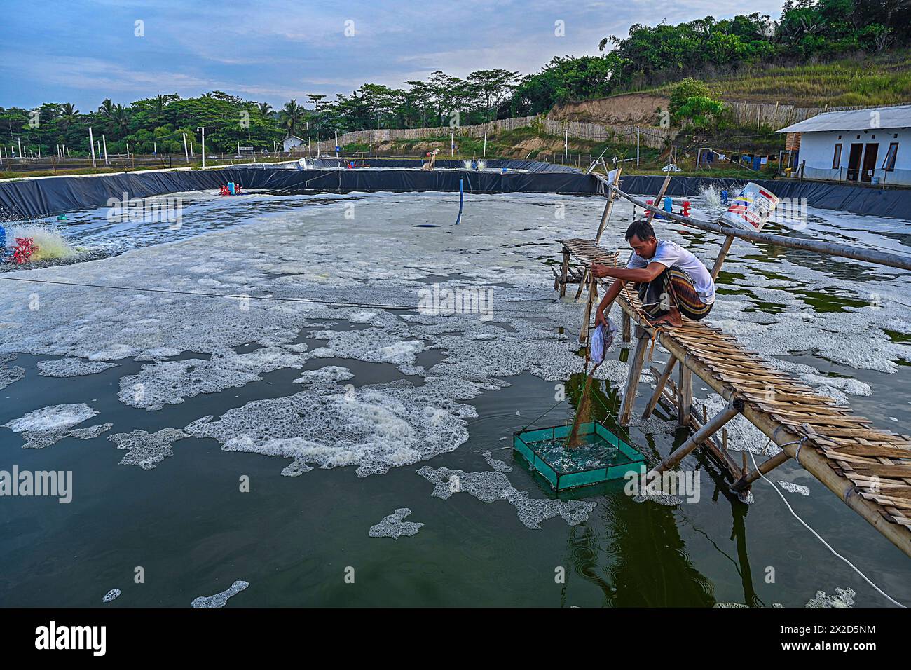 Un travailleur fournit de la nourriture à une ferme de crevettes à Cianjur, Java occidental, Indonésie, le 25 décembre 2023 Banque D'Images