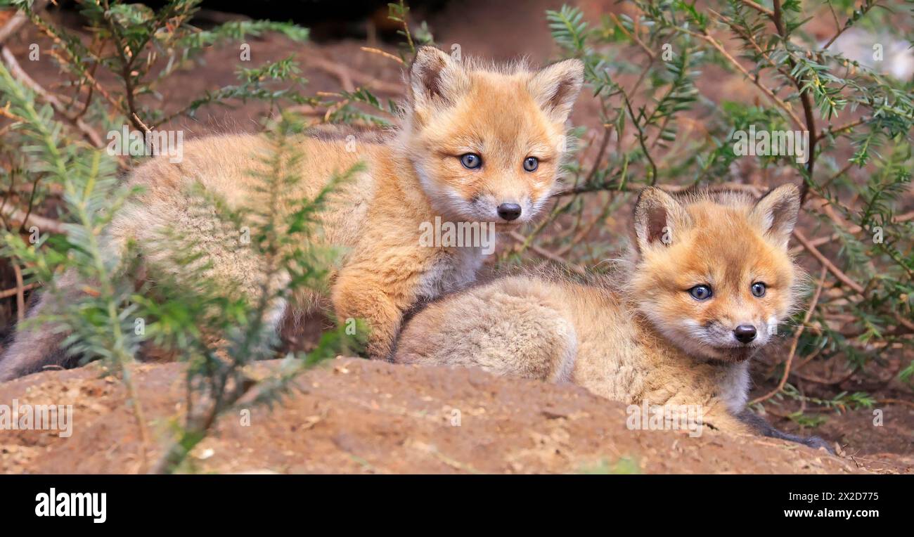 Portrait de jeunes renards roux près de leur antre entouré de branches de sapin vert, Canada Banque D'Images