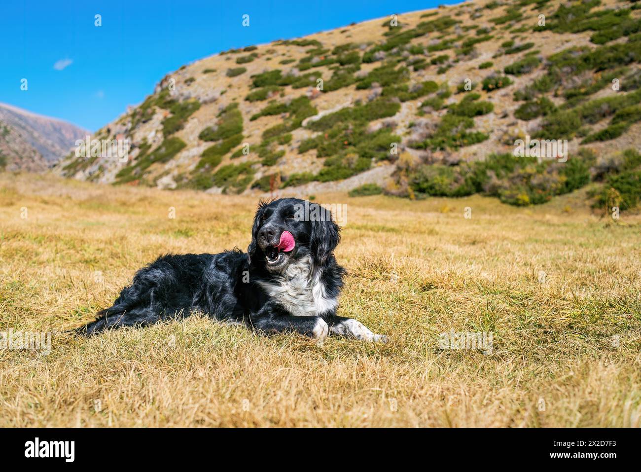 Portrait de beau chien noir et blanc allongé sur l'herbe et regardant la caméra dans les montagnes. Chien Stabyhoun sur la colline. Concept de voyage de chien Banque D'Images