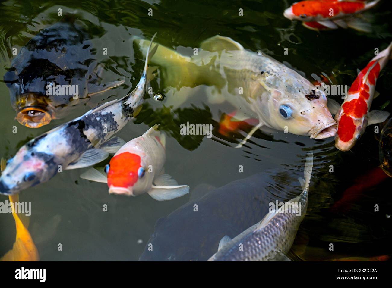 Koi pêche dans l'étang Banque D'Images
