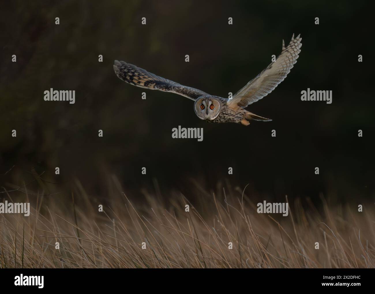 Un hibou sauvage à longues oreilles (Asio otus) en vol au crépuscule regardant directement la caméra, dans le nord de l'Angleterre Banque D'Images