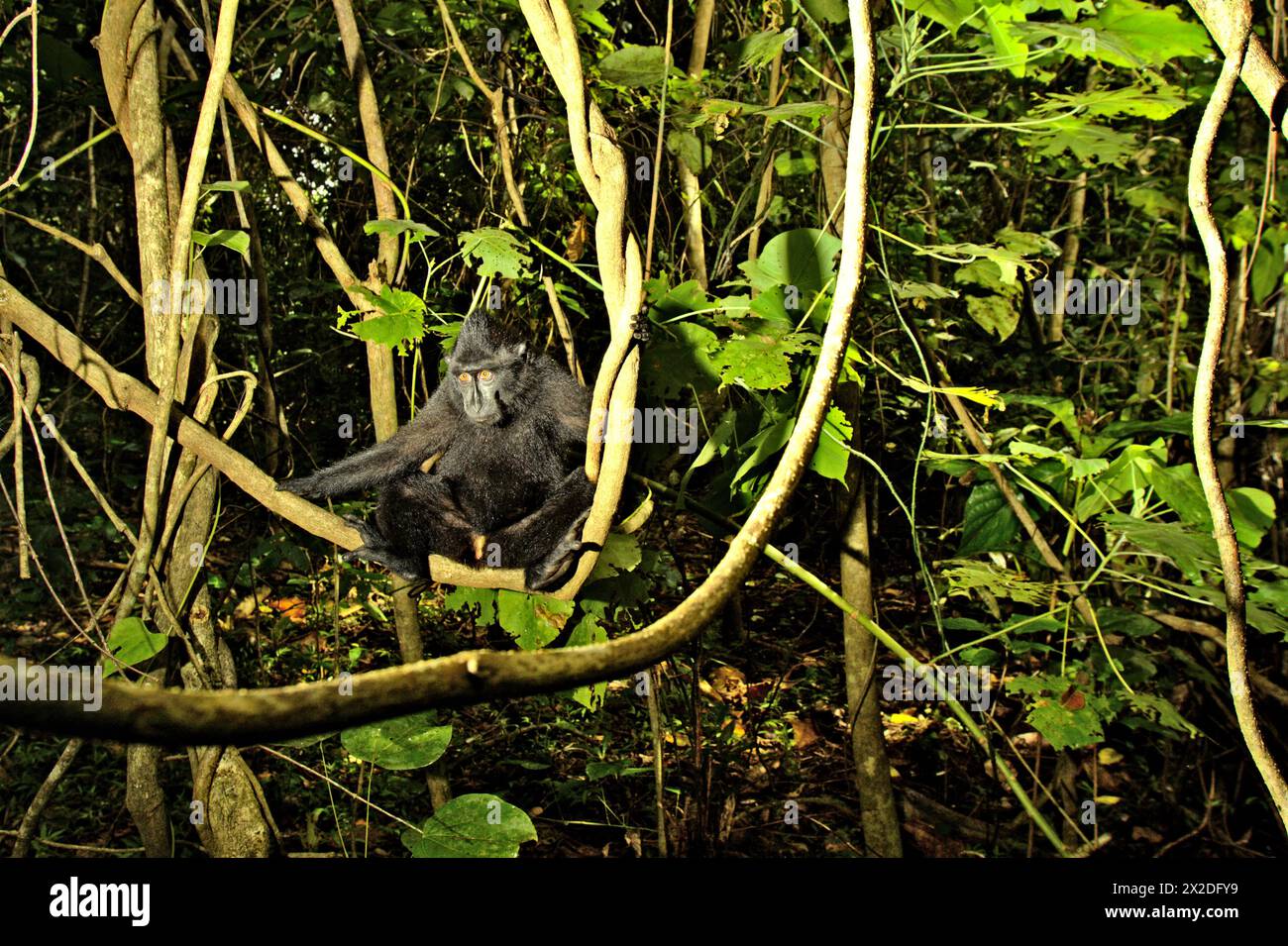 Portrait d'un macaque à crête noire (macaque nigra) juvénile de Sulawesi assis sur la liane dans la forêt pluviale de plaine de la réserve naturelle de Tangkoko dans le nord du Sulawesi, Indonésie. Le changement climatique est l’un des principaux facteurs affectant la biodiversité dans le monde à un rythme alarmant, selon une équipe de scientifiques dirigée par Antonio Acini Vasquez-Aguilar dans leur document de recherche de mars 2024 publié sur environ Monit Assess. Cela pourrait modifier la répartition géographique des espèces, y compris les espèces qui dépendent grandement du couvert forestier, comme les primates, disent-ils. Banque D'Images