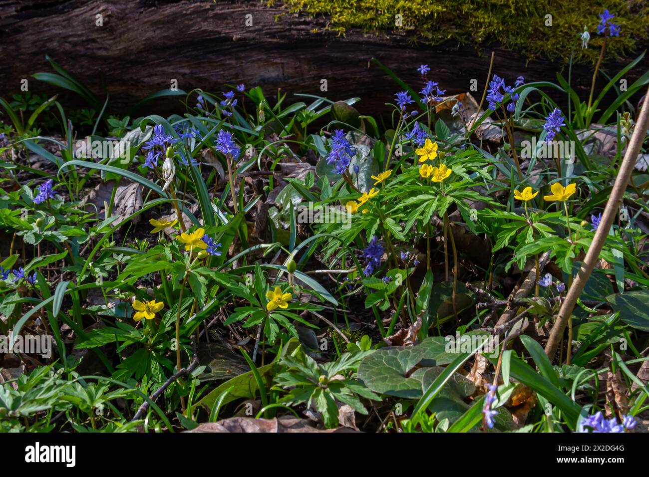 Anémone jaune, anémone jaune du bois ou anémone en croûte, en latin Anemonoides ranunculoides ou Anemone ranunculoides. Banque D'Images