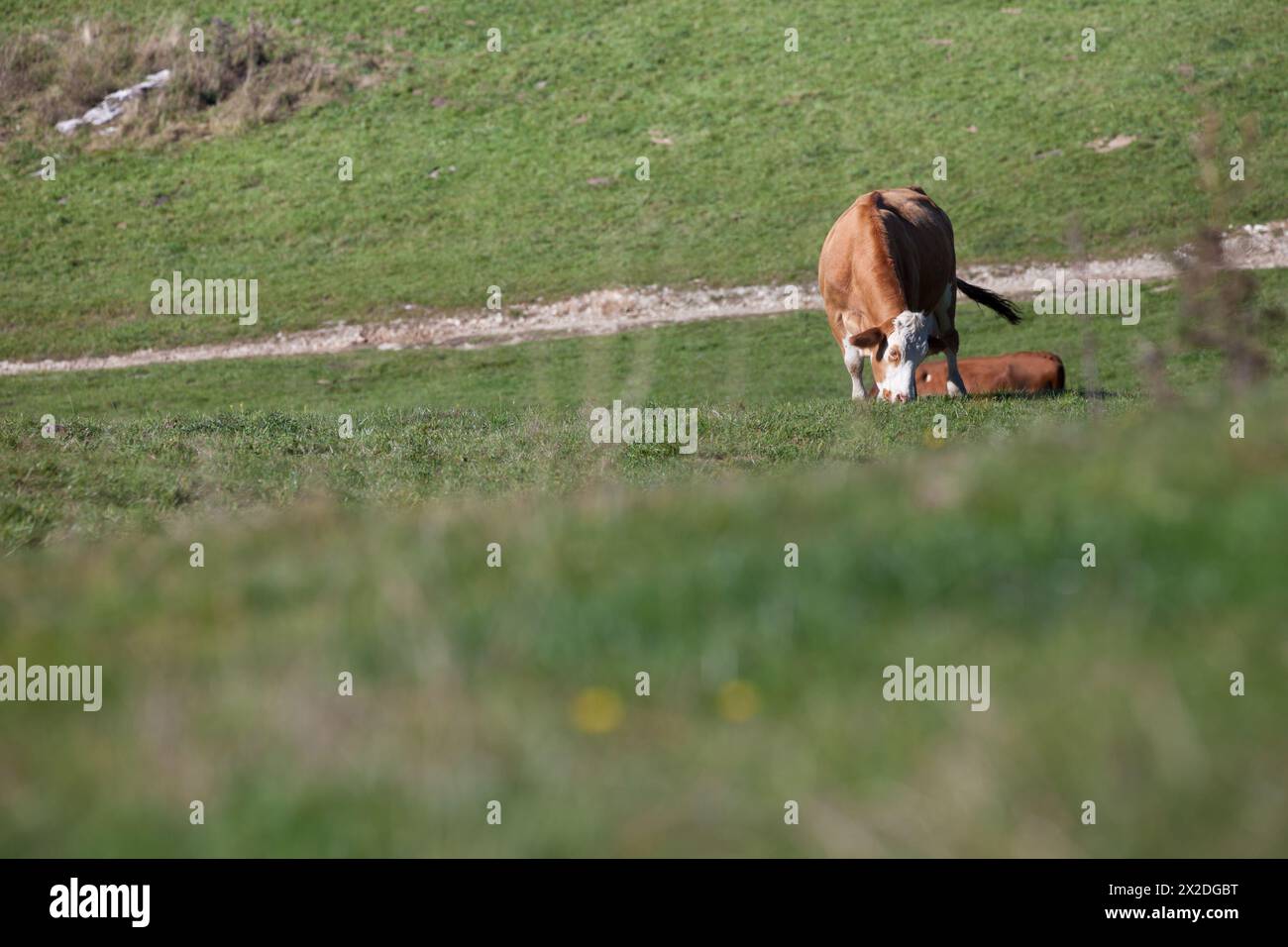 Quelques vaches dans un large pâturage dans la région de Cansiglio en Italie Banque D'Images