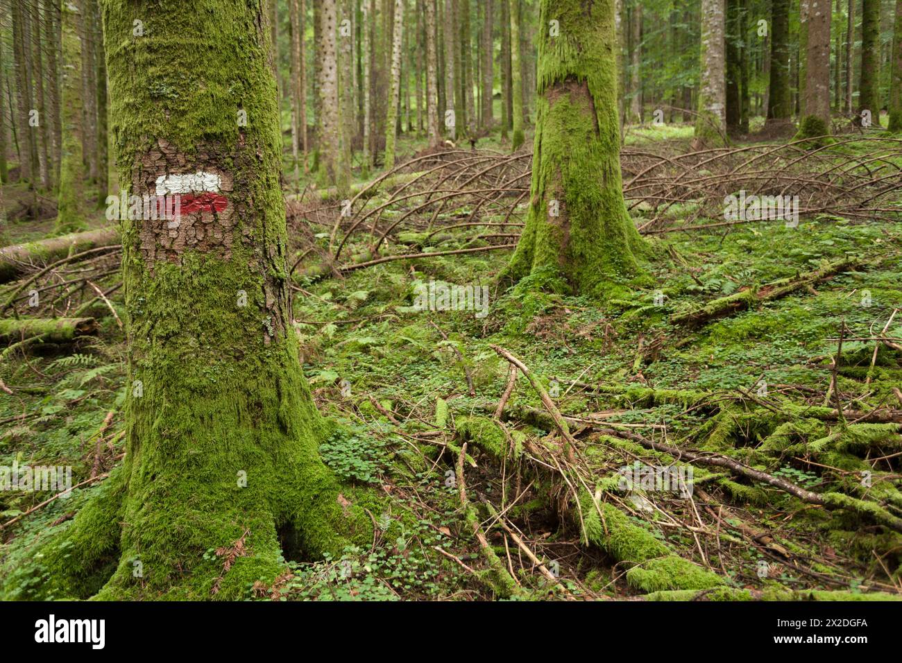 A l'intérieur d'une forêt de bouleaux typique des Alpes italiennes Banque D'Images