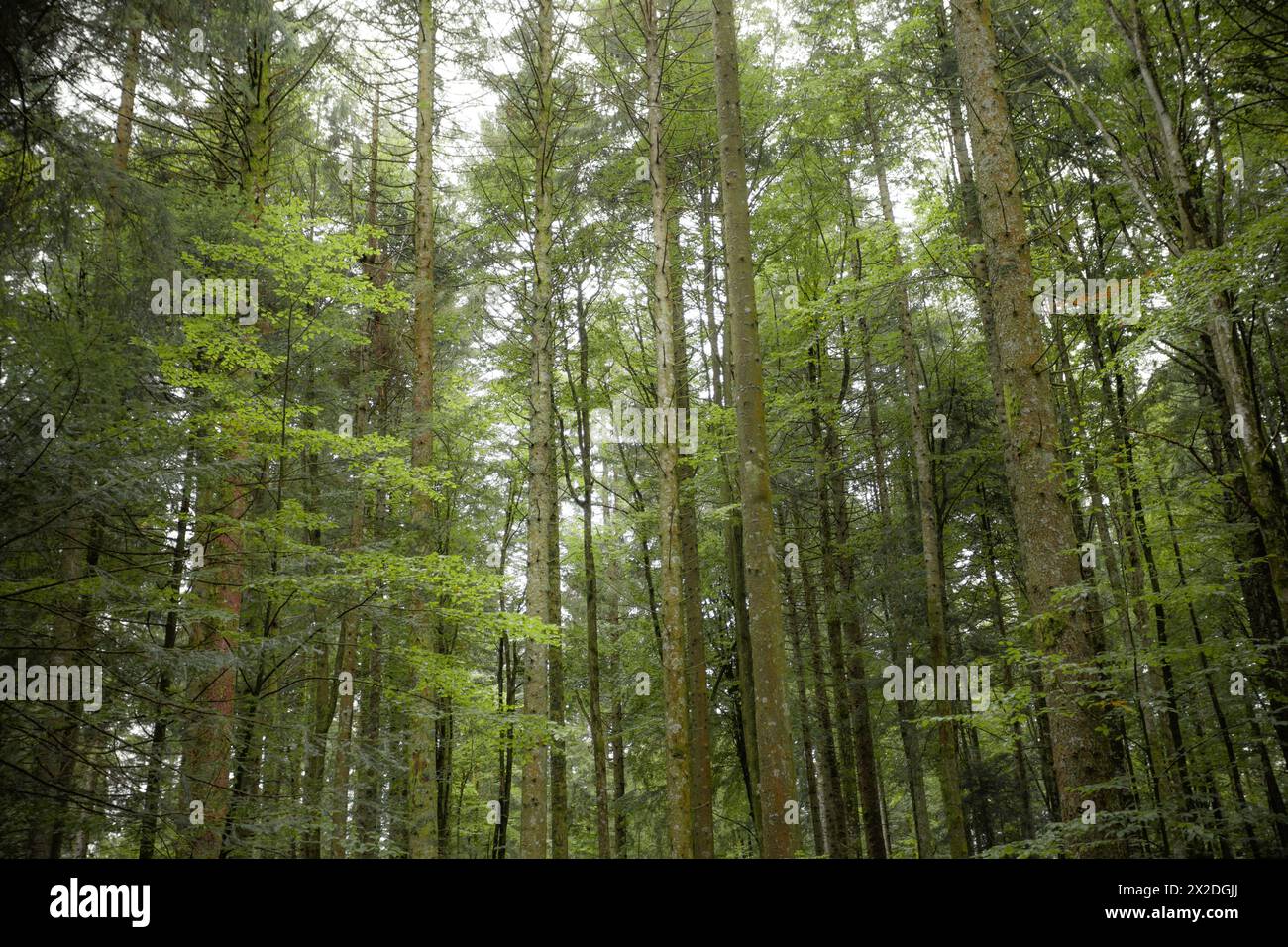 A l'intérieur d'une forêt de bouleaux typique des Alpes italiennes Banque D'Images