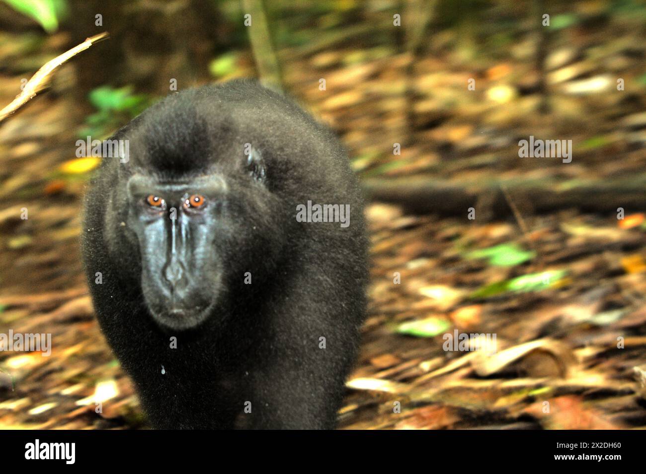 Un macaque à crête (Macaca nigra) se déplace sur le sol dans la forêt de Tangkoko dans le nord du Sulawesi, en Indonésie. Le changement climatique est l’un des principaux facteurs affectant la biodiversité dans le monde à un rythme alarmant, selon une équipe de scientifiques dirigée par Antonio Acini Vasquez-Aguilar dans leur document de recherche de mars 2024 publié sur environ Monit Assess. La forêt de Tangkoko, un sanctuaire où vit le macaque à crête, souffre d’une augmentation de température pouvant atteindre 0,2 degrés Celsius par an, selon une autre équipe de primatologues dirigée par Marine Joly, ajoutant que l’abondance globale des fruits est également diminuée. Banque D'Images