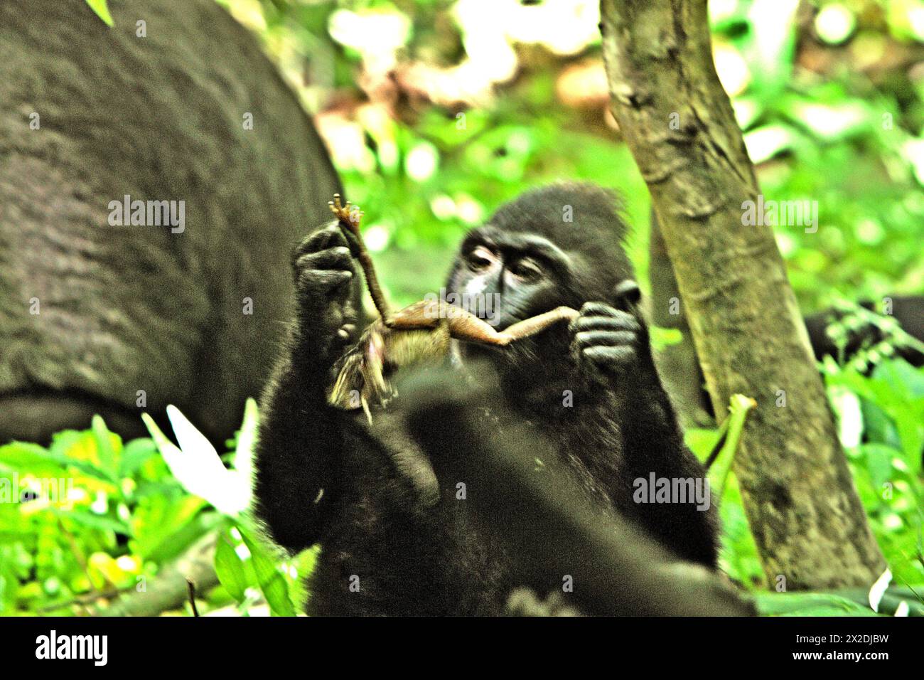 Individu juvénile de macaque à crête noire (Macaca nigra) de Sulawesi tenant une grenouille, l'un de ses régimes alimentaires selon les primatologues, assis sur le sol dans la réserve naturelle de Tangkoko, dans le nord du Sulawesi, Indonésie. Le changement climatique est l’un des principaux facteurs affectant la biodiversité dans le monde à un rythme alarmant, selon une équipe de scientifiques dirigée par Antonio Acini Vasquez-Aguilar dans leur document de recherche publié pour la première fois en mars 2024 sur environ Monit Assess. Cela pourrait modifier la répartition géographique des espèces, y compris les espèces qui dépendent grandement du couvert forestier, ont-ils écrit. Banque D'Images