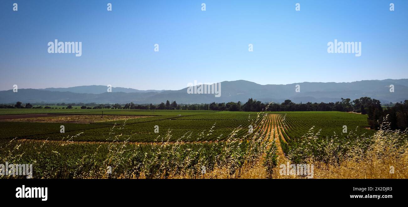 Vue panoramique sur les magnifiques vignobles de Napa Valley, Californie Banque D'Images