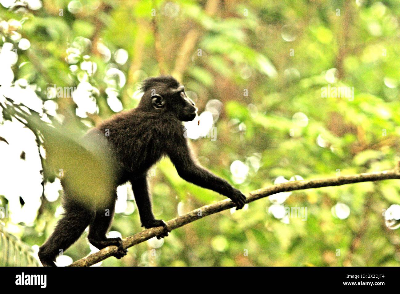 Un macaque à crête (Macaca nigra) se déplace sur une liane dans la forêt de Tangkoko, Sulawesi du Nord, Indonésie. Le changement climatique est l’un des principaux facteurs affectant la biodiversité dans le monde à un rythme alarmant, selon une équipe de scientifiques dirigée par Antonio Acini Vasquez-Aguilar dans leur document de recherche de mars 2024 publié sur environ Monit Assess. La forêt de Tangkoko, un sanctuaire où vit le macaque à crête, souffre d’une augmentation de température pouvant atteindre 0,2 degrés Celsius par an, selon une autre équipe de primatologues dirigée par Marine Joly, ajoutant que l’abondance globale des fruits est également diminuée. Banque D'Images