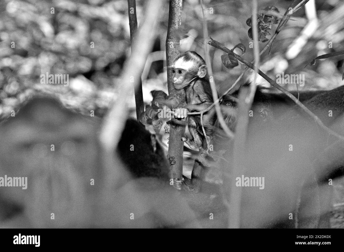 Un nourrisson de macaque à crête noire (Macaca nigra) de Sulawesi est photographié alors qu'il joue dans les soins d'individus adultes de sexe féminin dans la réserve naturelle de Tangkoko, dans le nord du Sulawesi, en Indonésie. Le changement climatique est l’un des principaux facteurs affectant la biodiversité dans le monde à un rythme alarmant, selon une équipe de scientifiques dirigée par Antonio Acini Vasquez-Aguilar dans leur document de recherche de mars 2024 publié sur environ Monit Assess. La forêt de Tangkoko, un sanctuaire où vit le macaque à crête, souffre d'une augmentation de température allant jusqu'à 0,2 degrés Celsius par an, selon une autre équipe de primatologues l Banque D'Images