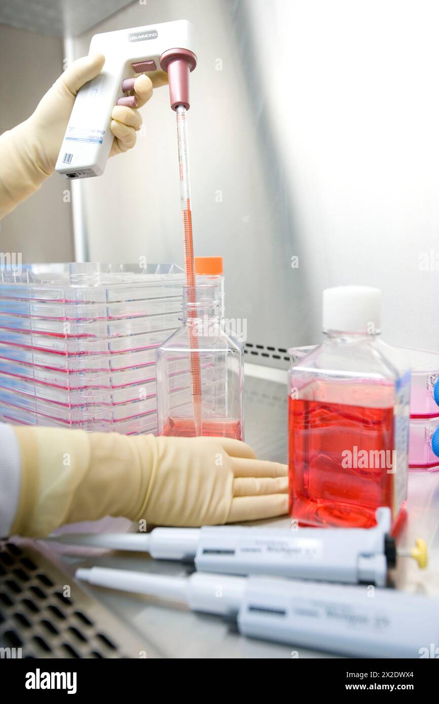 Salle blanche, préparation de cultures en armoire à flux laminaire, Medio DMEM (milieu Eagle modifié de Dulbeco), laboratoire biopharmaceutique, développement et produit Banque D'Images