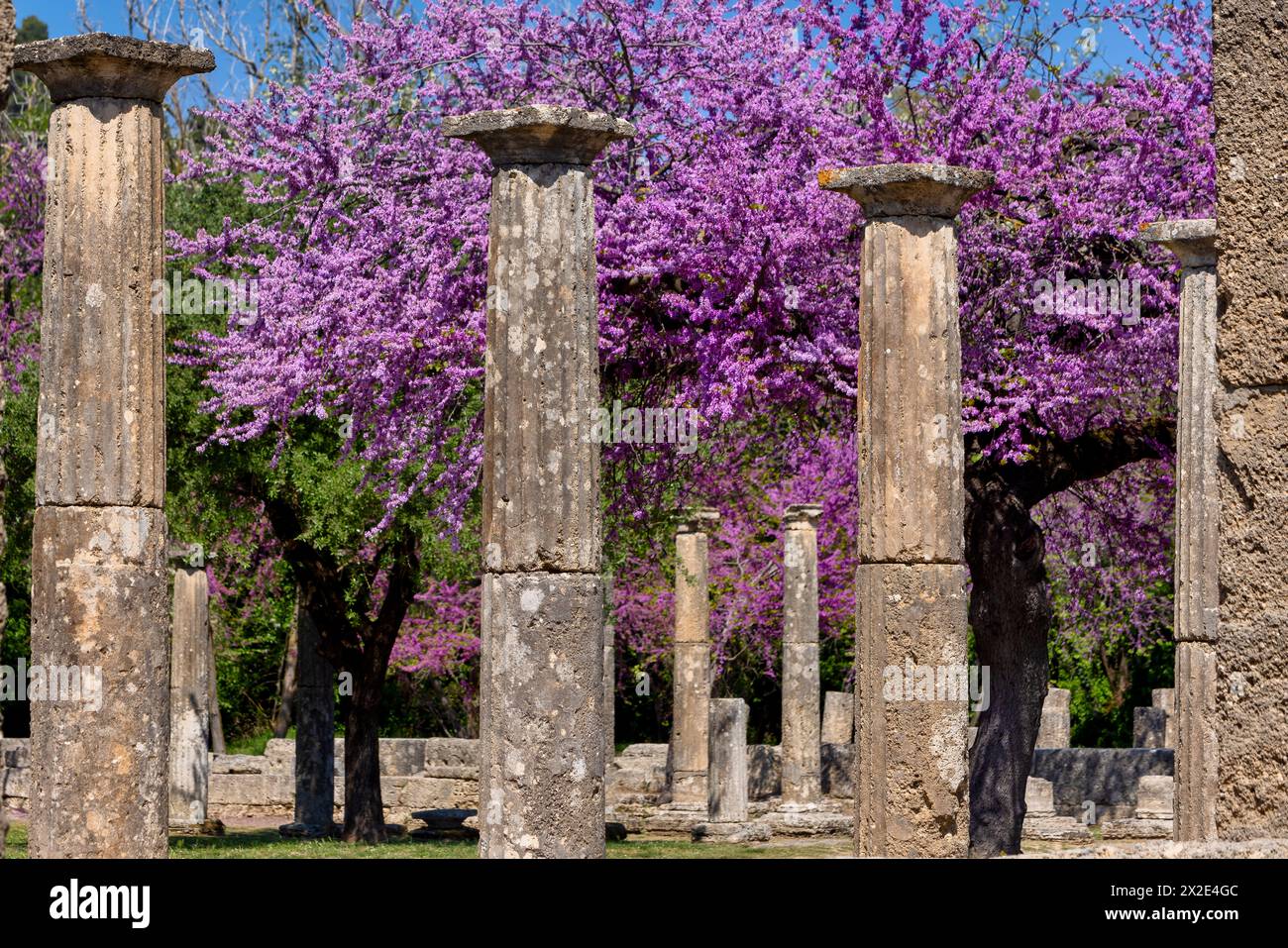 Site archéologique Olympia avec de belles fleurs roses, Péloponnèse. Grèce Banque D'Images