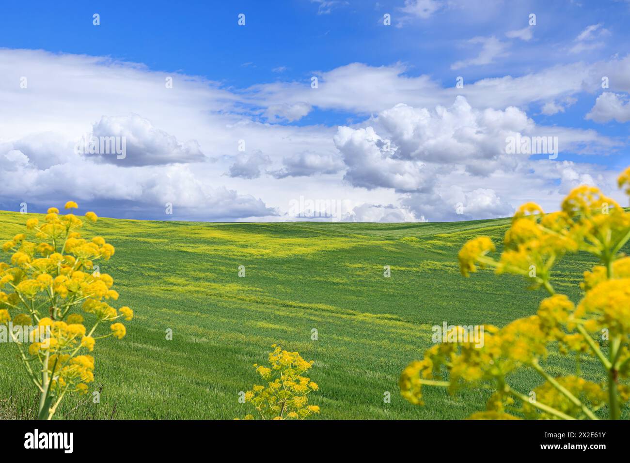 Paysage printanier avec des collines verdoyantes dominées par des nuages dans les Pouilles, Italie, Banque D'Images