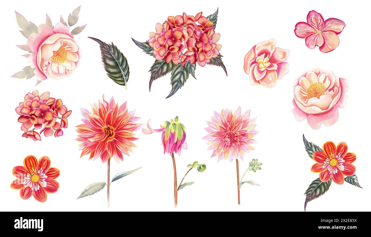 Ensemble de fleurs d'aquarelle en couleur terre cuite. Hortensia et dahlias en fleurs sur un fond isolé. Automne dessiné à la main clipart pour la conception. Banque D'Images