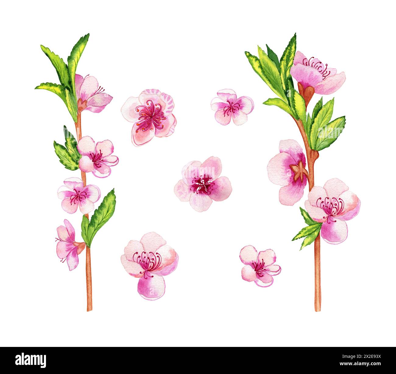 Branches d'aquarelle d'un pêcher en fleurs et fleurs sur un fond isolé. Illustration du ressort dessinée à la main. Clipart pour design et cartes. Banque D'Images