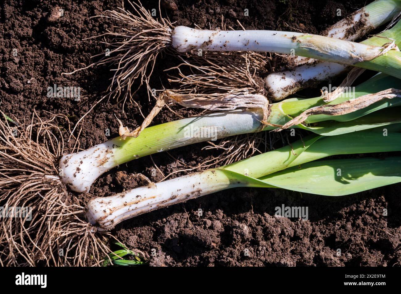 Poireaux cultivés localement, Allium ampeloprasum 'Musselburgh', fraîchement tirés pour la cuisine. Banque D'Images