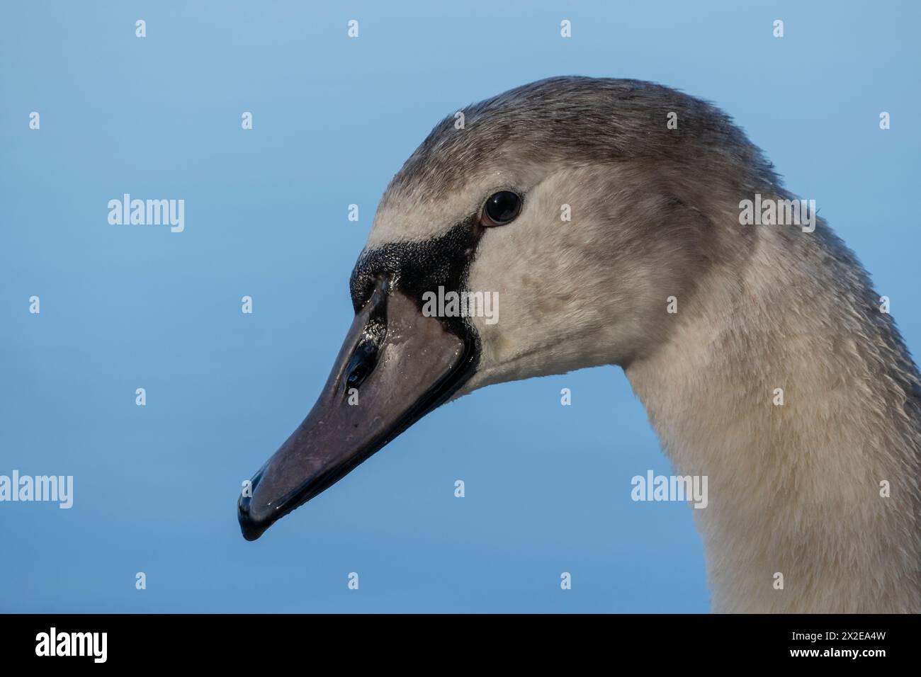 Un juvénile muet Swan. Banque D'Images