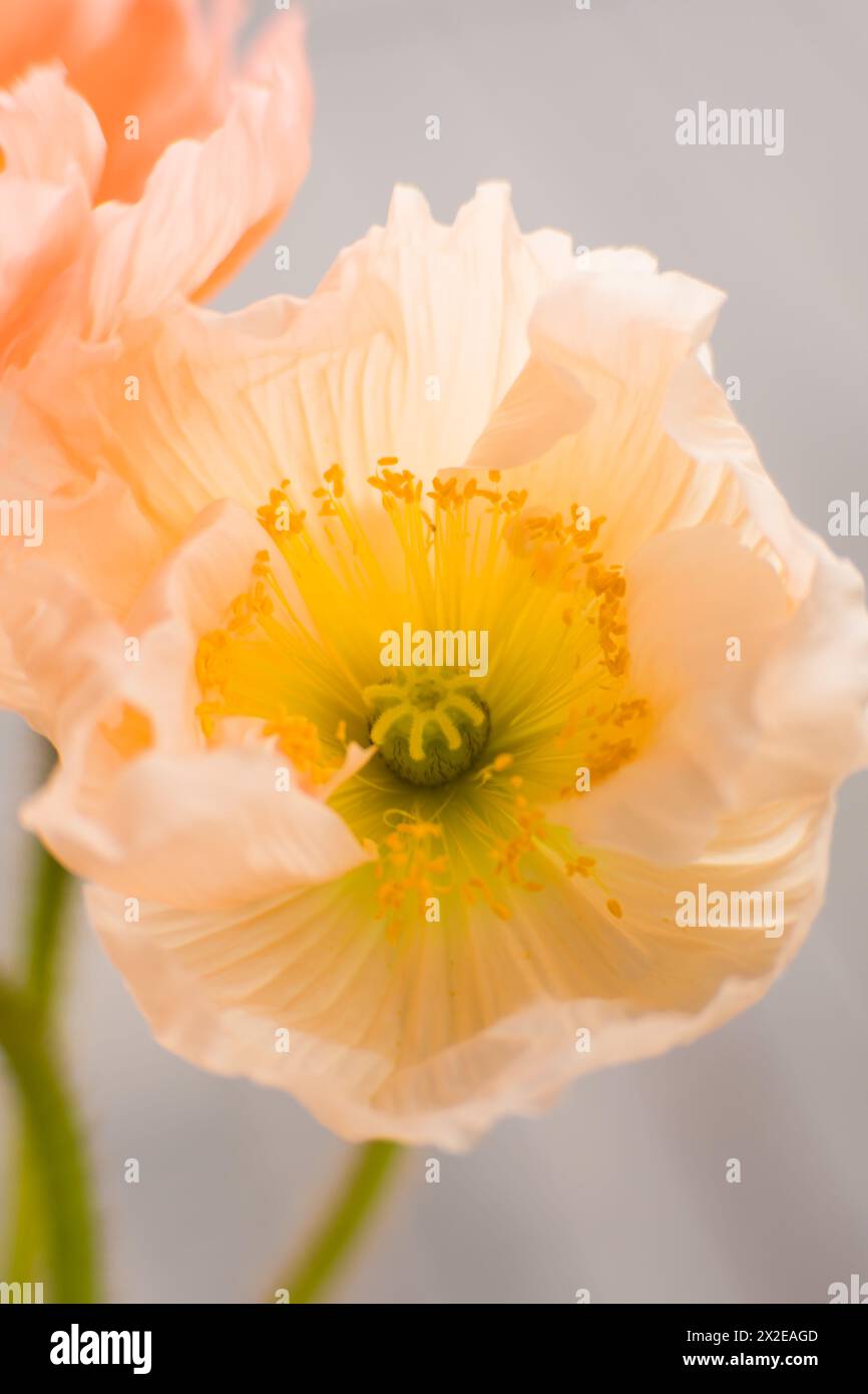 Coquelicot de couleur orange clair avec centre jaune Banque D'Images