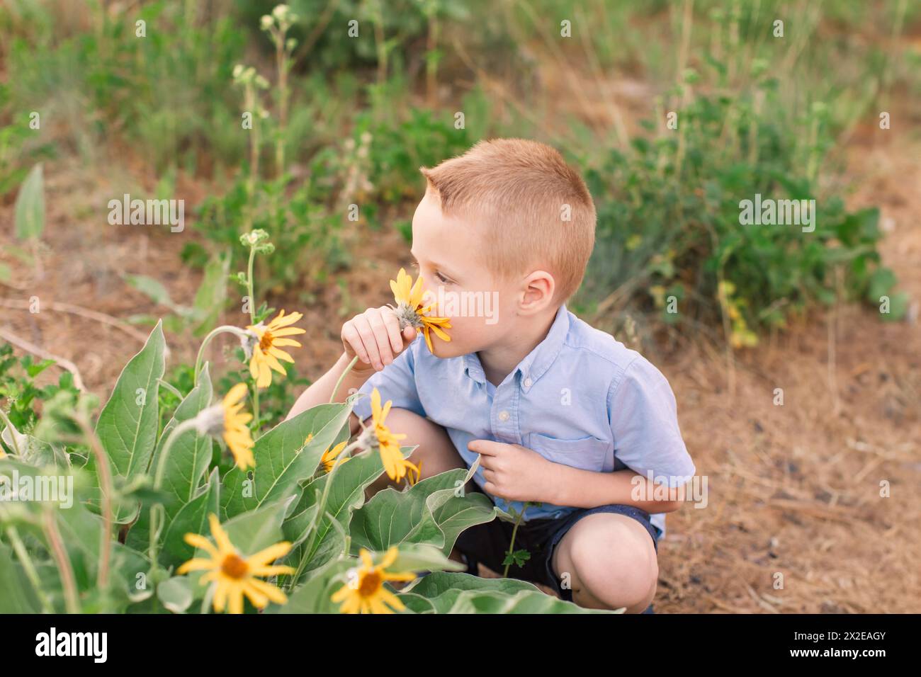 Petit garçon sentant la fleur sauvage jaune Banque D'Images